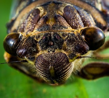 Macrophotography of Insect