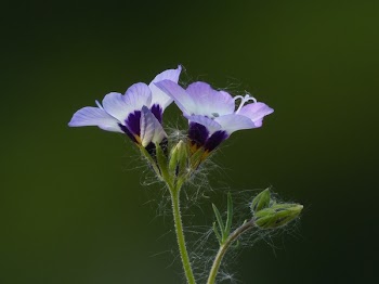 Macrophotography of Purple Petal Flower