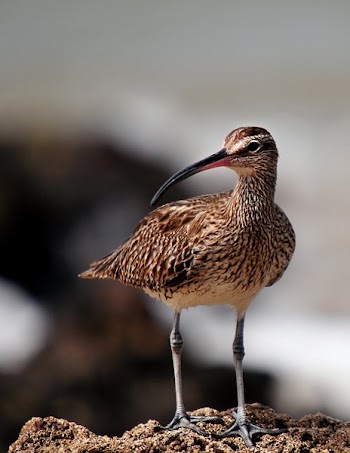 Macroshot of Brown Long-beaked Bird