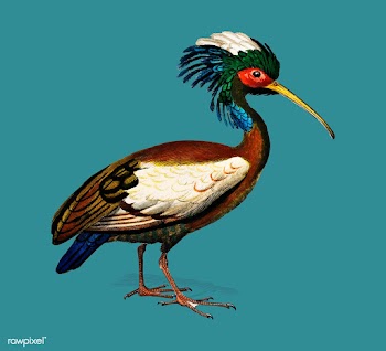 Madagascan ibis (Lophotibis cristata) illustr.. | Free stock vector - 467297