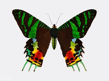 Madagascan Sunset Moth (Urania Riphaeus) illu.. | Free stock vector - 467309