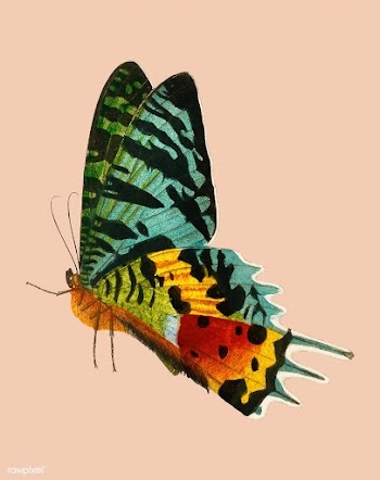 Madagascan Sunset Moth (Urania Riphaeus) illu.. | Free stock vector - 467624