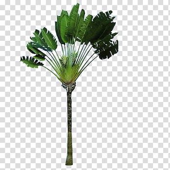 Madagascar Arecaceae Ravenala Tree Strelitziaceae, Leaves transparent background PNG clipart