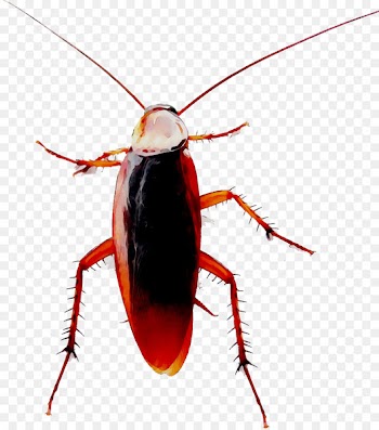 Madagascar hissing cockroach Blattodea American cockroach Beetle -  