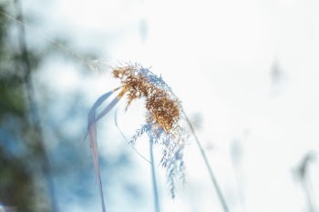 Made with Canon 5d Mark III and loved analog lens, Helios 44M 2.0 / 58mm (Year: 1977)