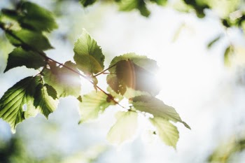 Made with Canon 5d Mark III and loved analog lens, Helios 44M 2.0 / 58mm (Year: 1977)