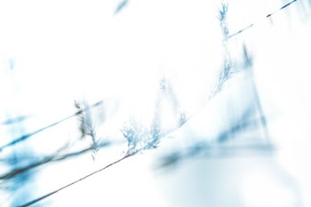 Made with Canon 5d Mark III and loved analog lens, Helios 44M 2.0 / 58mm (Year: 1977)