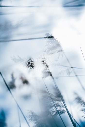 Made with Canon 5d Mark III and loved analog lens, Helios 44M 2.0 / 58mm (Year: 1977)