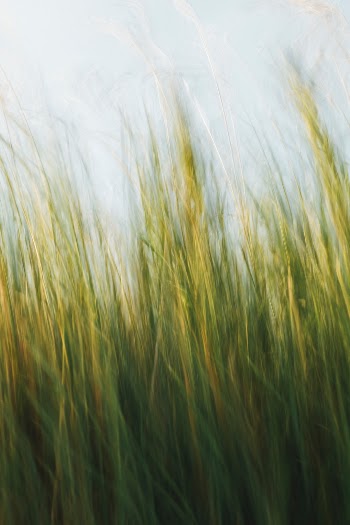 Made with Canon 5d Mark III and loved analog lens, Leica APO Macro Elmarit-R 2.8 / 100mm (Year: 1993)
