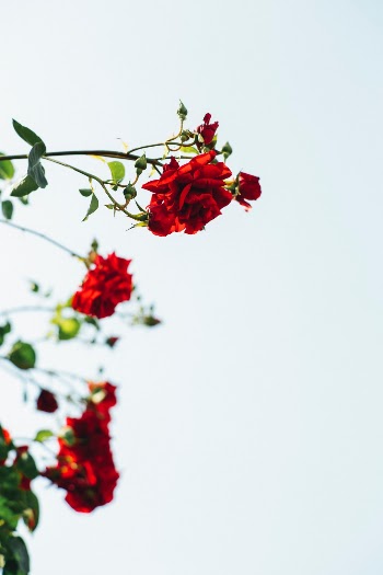Made with Canon 5d Mark III and loved analog lens, Leica Summicron-R 2.0 / 90mm (Year: 1981)