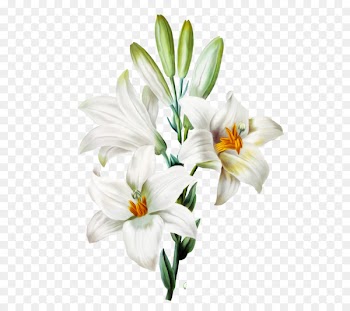 Madonna Lily Arum-lily Easter lily Orange lily Flower - flower 