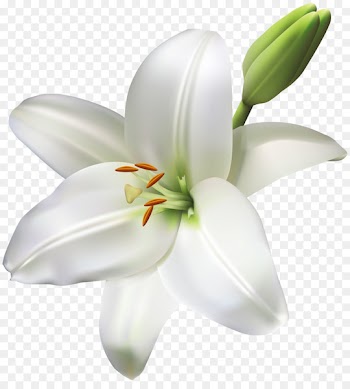Madonna Lily Cut flowers Easter lily - flower 