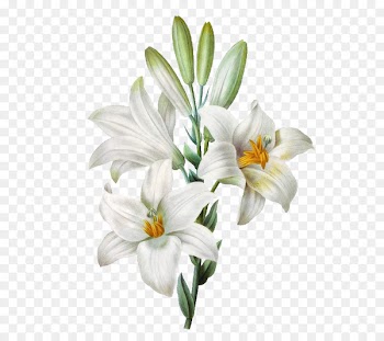 Madonna Lily Easter lily Watercolor painting Flower - flower 