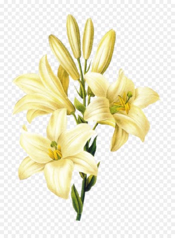 Madonna Lily Flower Easter lily Lily 'Stargazer' Drawing - flower 