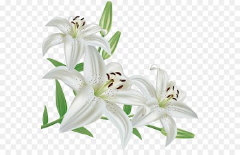 Madonna Lily Flower Lily 'Stargazer' - flower 