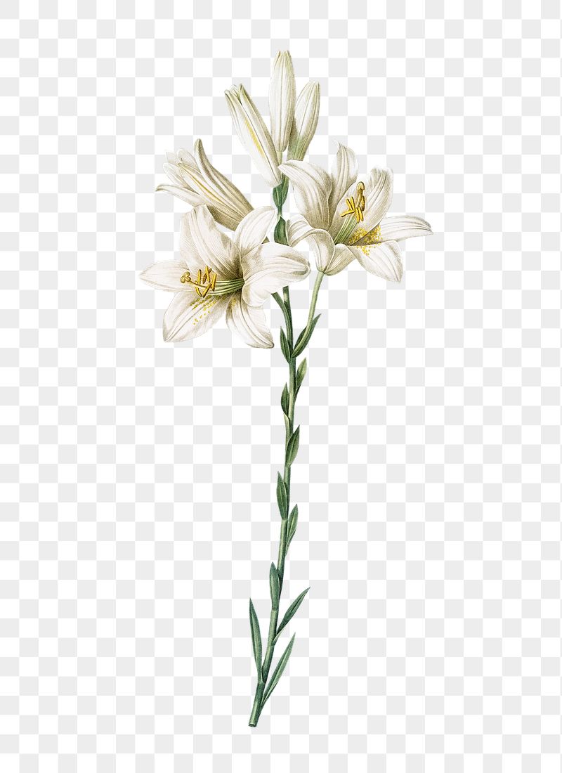 Madonna lily png flower sticker | Free PNG - rawpixel
