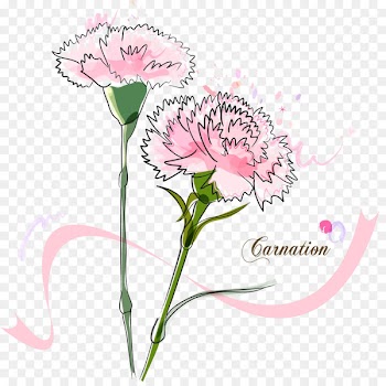 Madonna of the Carnation Vector graphics Image Portable Network Graphics - bouquet of carnation 