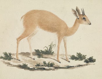 Madoqua (Dik-dik) | Free Photo - rawpixel