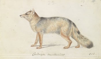 Magellanic Aguara Fox: Cerdocyon Magellanicus | Free Photo - rawpixel