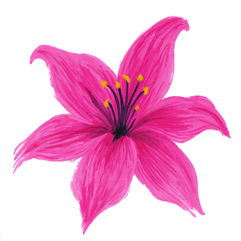 Magenta Pink Lily Flower Illustration