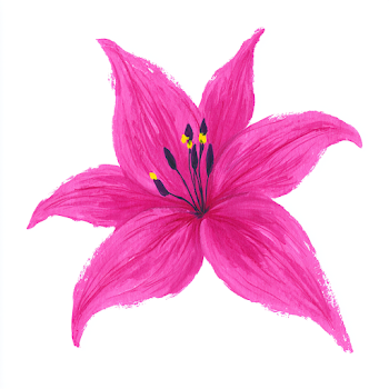 Magenta Pink Lily Illustration