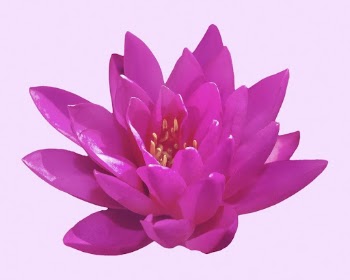 Magenta water lily, flower clipart | Free PSD - rawpixel