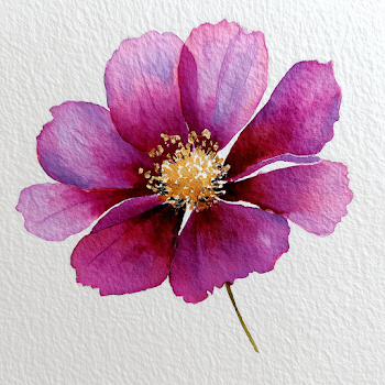 Magenta Watercolor Bloom with Golden Center