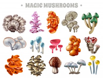 Magic mushrooms set Free Vector