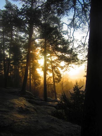 Magical forest.jpg