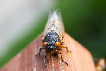 Magicicada Septemdicem Close Up Photo