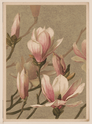 Magnolia (1886) by L. Prang | Free Photo - rawpixel