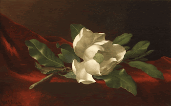 Magnolia (c.1885&ndash;95) in high resolution | Free Photo - rawpixel