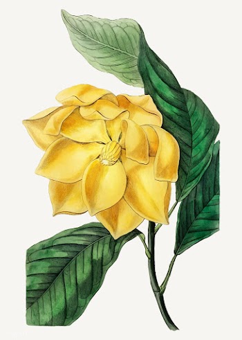 Magnolia candollei | Free stock vector - 559012
