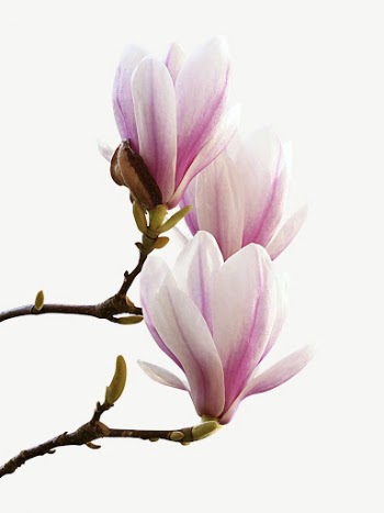 Magnolia flower collage element psd | Free PSD - rawpixel