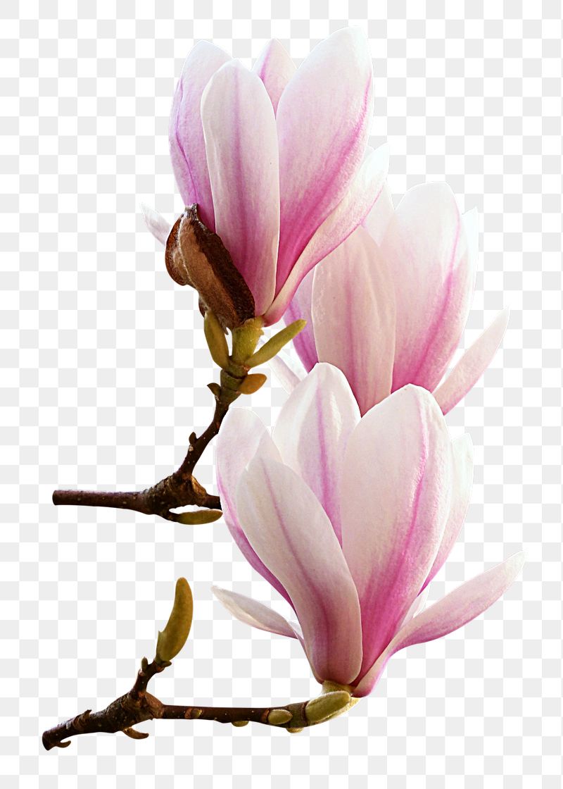Magnolia flower png sticker, transparent | Free PNG - rawpixel