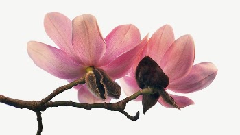 Magnolia flowers collage element psd | Free PSD - rawpixel