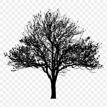 Magnolia kobus png tree sticker | Free PNG - rawpixel