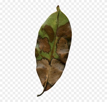 Magnolia Leaf, Fall, Autumn, Season, Nature, Natural - Autumn