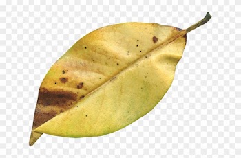 Magnolia Leaf, Fall, Autumn, Season, Nature, Natural - Autumn