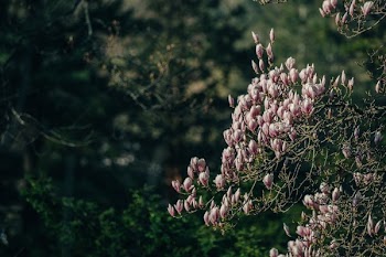 Magnolia Tree Branch Blooming
