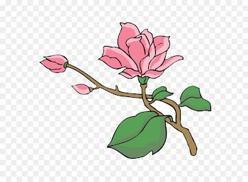 Magnolia Tree Euclidean vector - Magnolia 