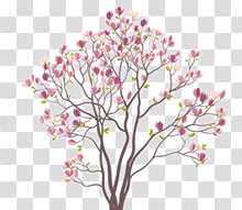 Magnolia Tree Png (104+ images in Collection) Page 1