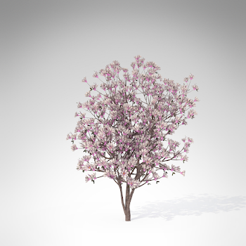 Magnolia Tree Png (104+ images in Collection) Page 1
