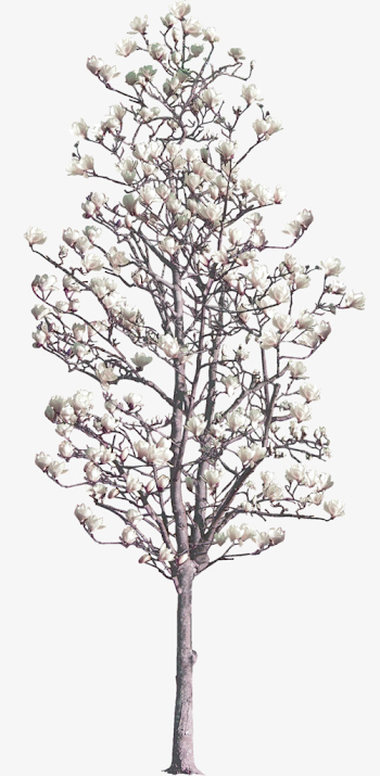 Magnolia Tree Png (104+ images in Collection) Page 3