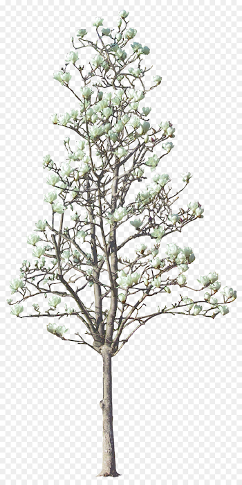 Magnolia Tree Png (104+ images in Collection) Page 3