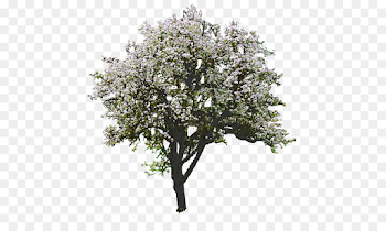 Magnolia Tree png download - 500*528 - Free Transparent Tree png ...