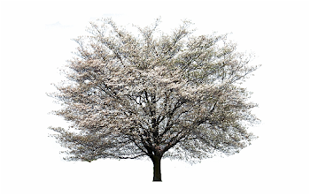 Magnolia Tree Png Free PNG Images & Clipart Download #1211169 ...