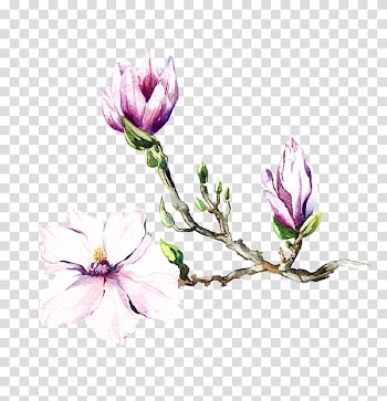 Magnolia Watercolor painting Art, lux soap transparent background PNG clipart