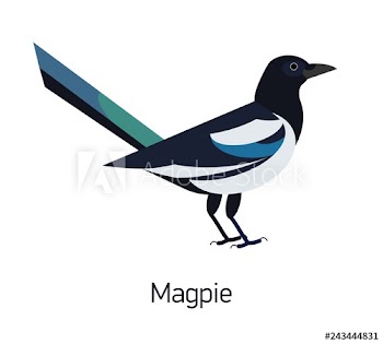 Magpie isolated on white background