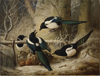 Magpies round a dead female | Free Photo - rawpixel